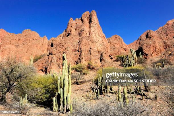 bolivia, south america, altiplano, cactus and reddish sillar sandstone mountains - sillar foto e immagini stock