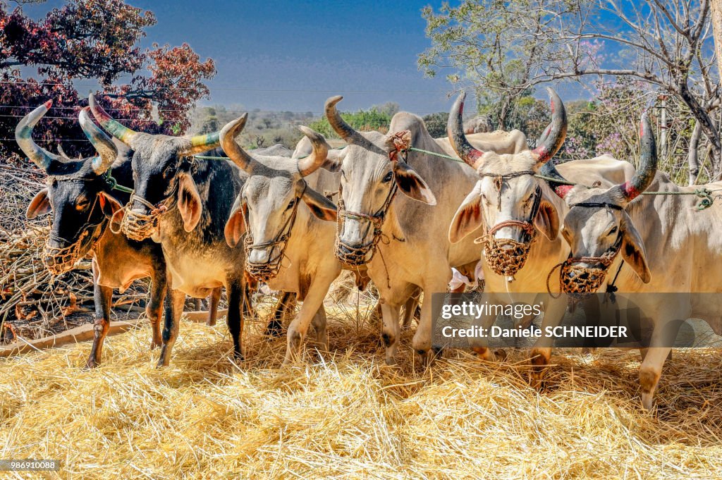 India, Rajasthan, thrashing of grains with zebus