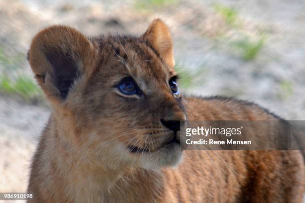 little lion cub - mensen stock-fotos und bilder