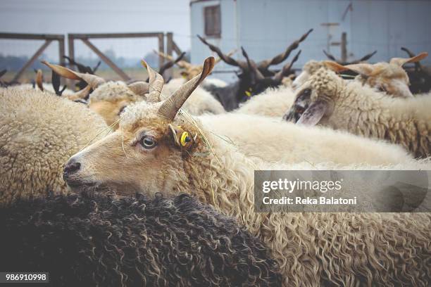 Tamani Racka Racka 39 Racka Sheep Stock Photos, High-Res Pictures, and Images - Getty Images