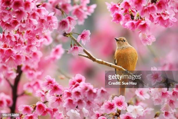 spring poetry - birds and flowers stock-fotos und bilder