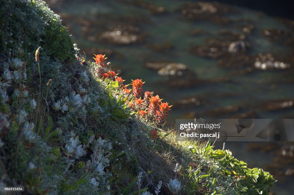 Coastal bouquet