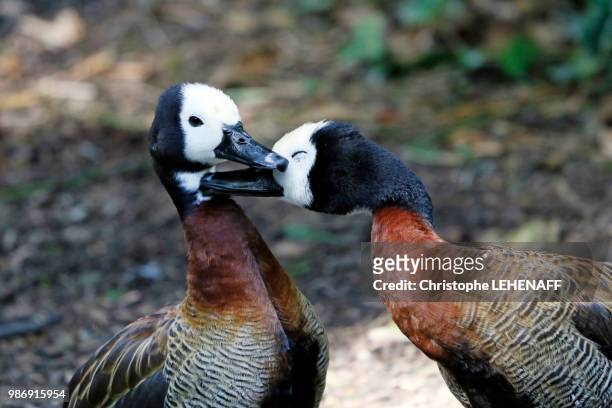 normandy. manche. close-up on widowed dendrocygnes bickering. - white faced whistling duck stock pictures, royalty-free photos & images
