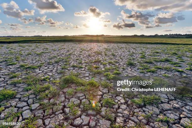 normandy. channel. regneville on wed sunset on the marshes drained by the heat wave. salicornes. - heatwave 個照片及圖片檔