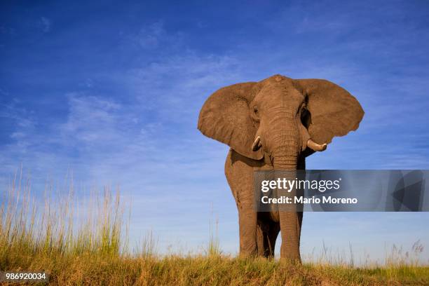 the chobe bull - chobe national park stock pictures, royalty-free photos & images