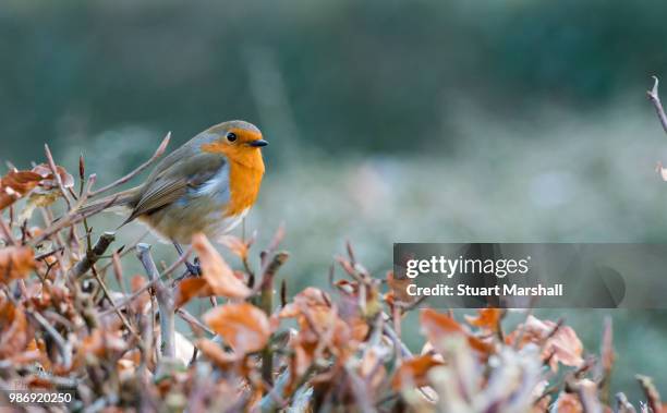 Red Robin Rocking 225 Rockin Robin Stock Photos, High-Res Pictures, and Images - Getty Images