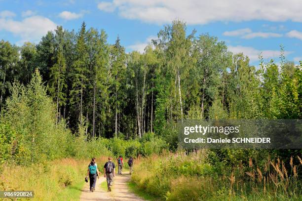 latvia, hikers in the forest of the zebrus lake - latvia forest stock pictures, royalty-free photos & images