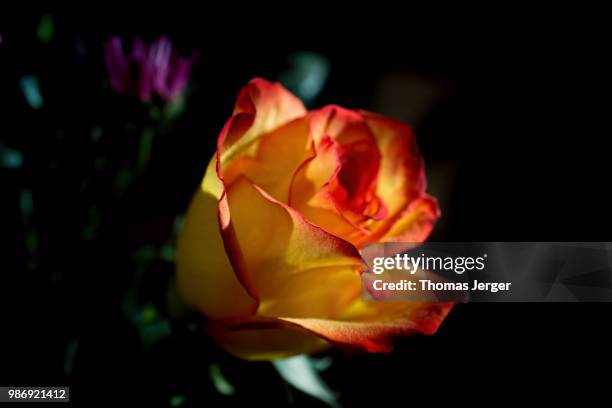 red edged rose 219 - edged stock pictures, royalty-free photos & images