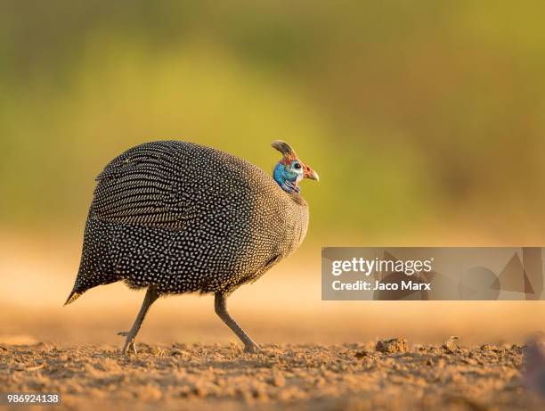 guinea run - guinea fowl stock-fotos und bilder