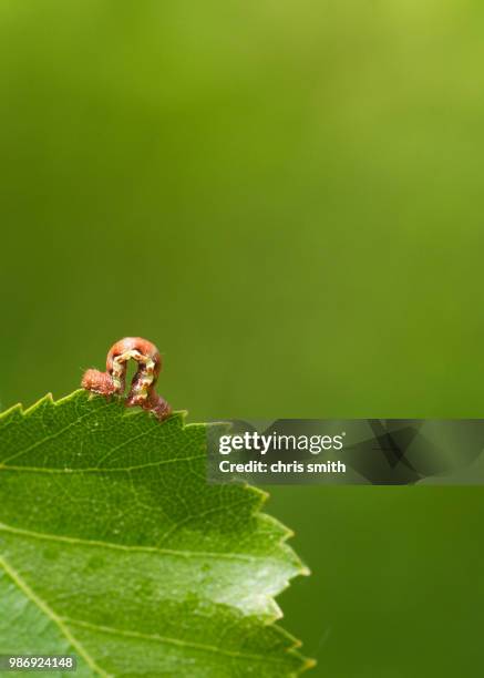 mottled umber (erannis defoliaria) - erannis defoliaria stock pictures, royalty-free photos & images