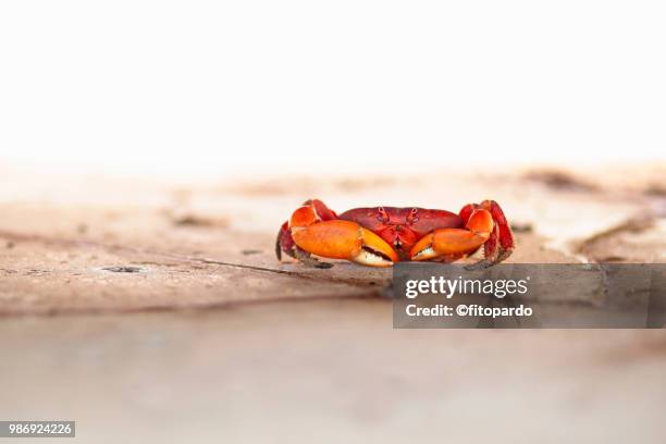 land crab or terrestrial crab - nayarit stock pictures, royalty-free photos & images