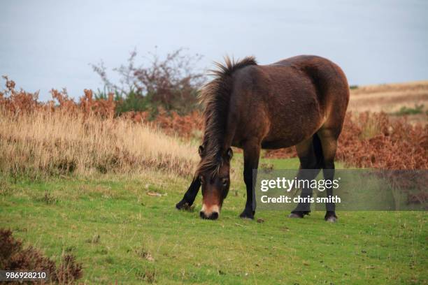 exmoor pony rare breed - exmoor pony stock pictures, royalty-free photos & images