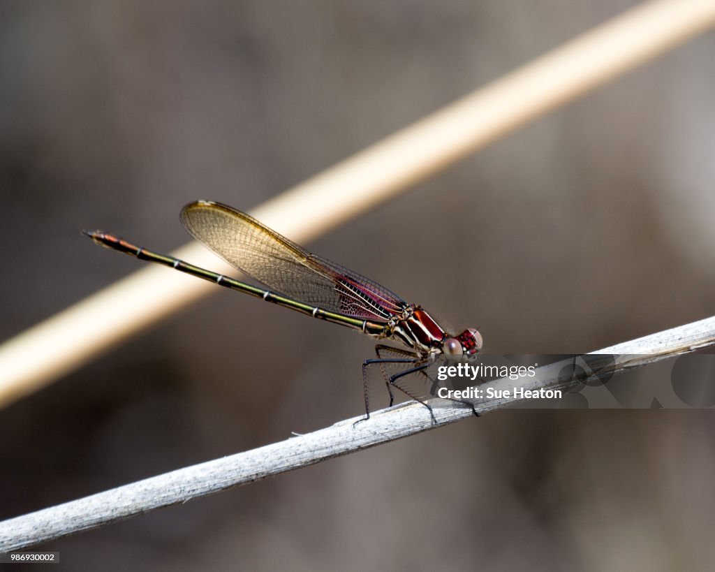 American Rubyspot