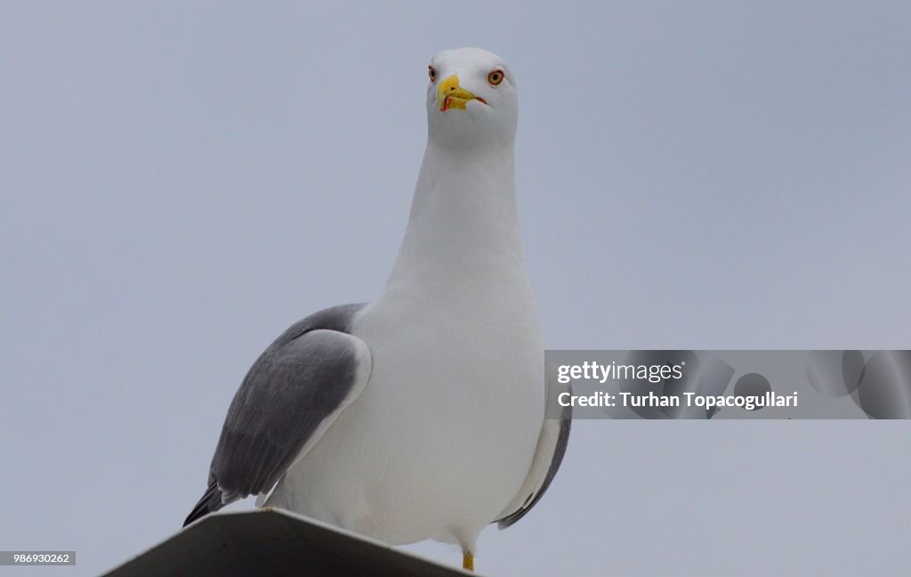 Seagull in search of food