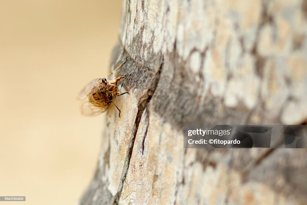 Cicadidae or chicharo insect