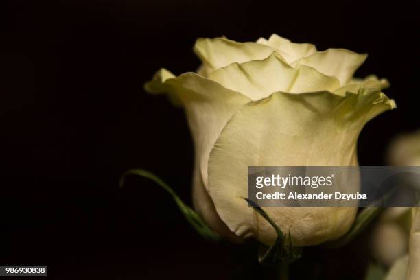 in the darkness - alexander rosen stock-fotos und bilder