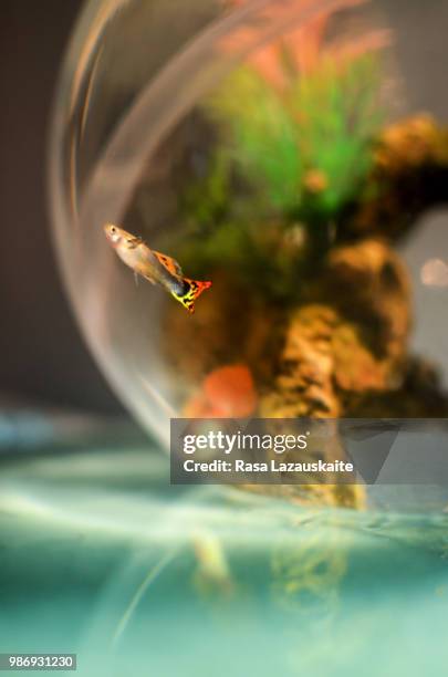 guppy - guppy fisch stock-fotos und bilder