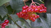 Red berries of Shepherdia silver