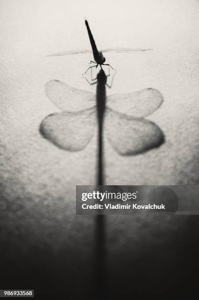 dragonfly love - kovalchuk stock pictures, royalty-free photos & images