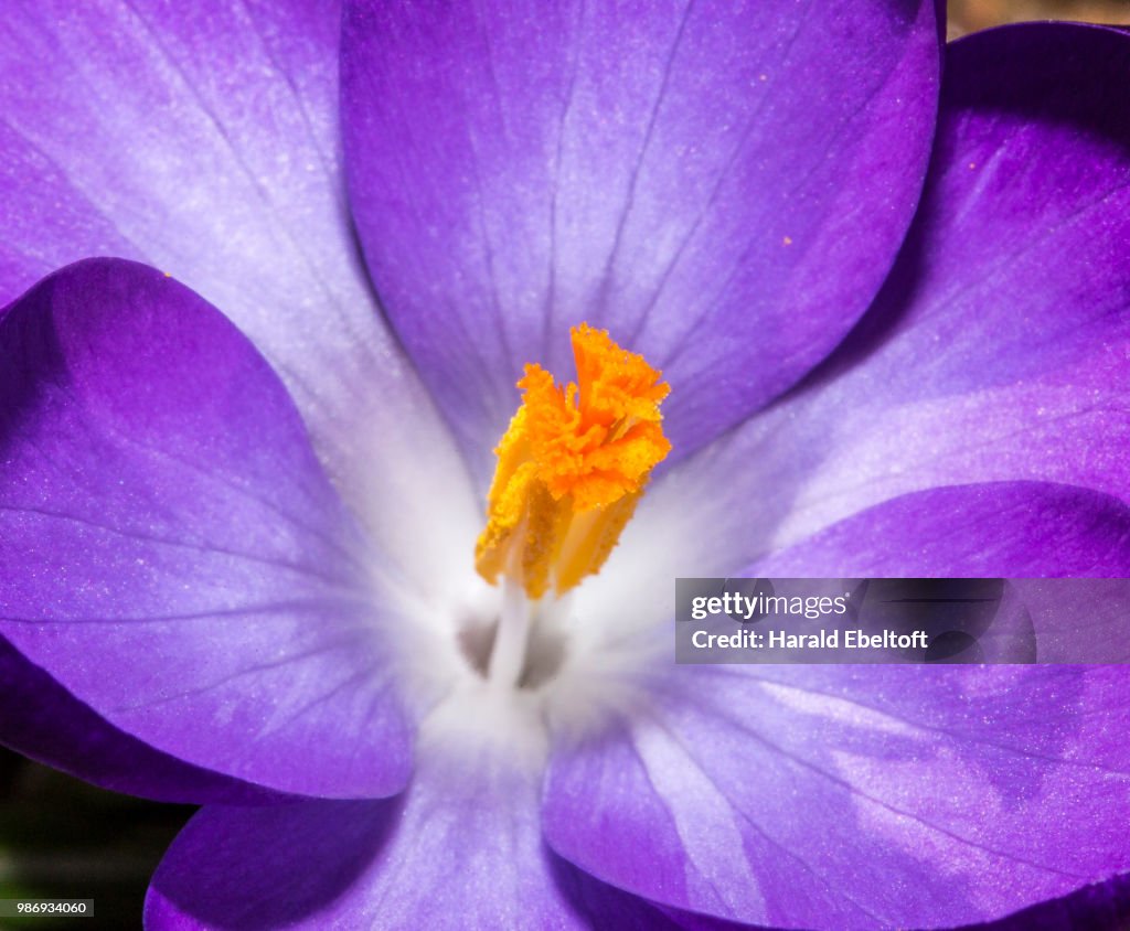 Purple and orange