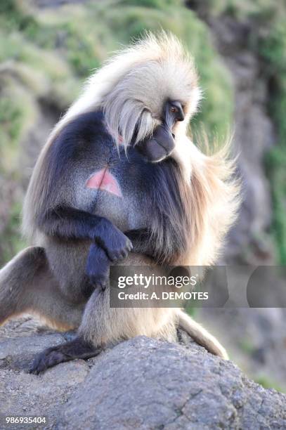 ethiopia, simien mountains national parc,  gelada baboon male - parc national stock-fotos und bilder