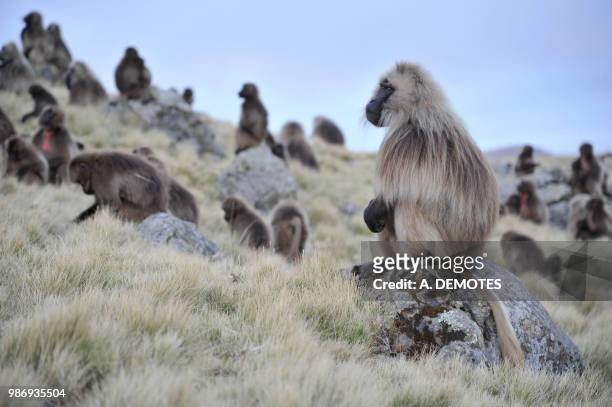 ethiopia, simien mountains national parc, a male gelada baboon is watching over his herd - parc national bildbanksfoton och bilder