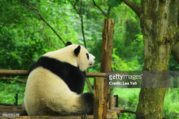 panda's thoughts - panda gigante imagens e fotografias de stock