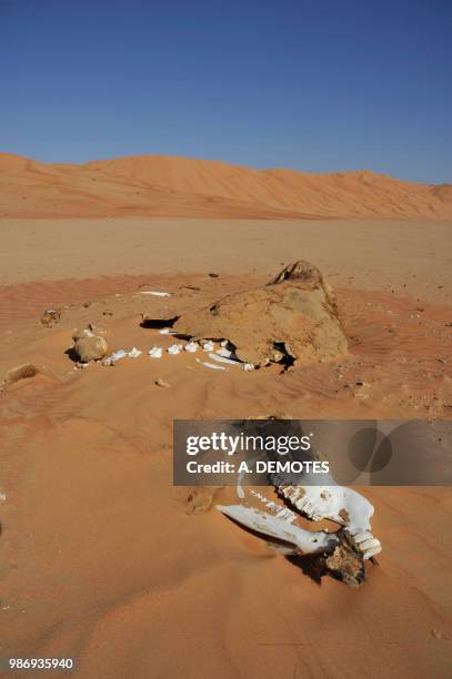 sultanate of oman, dhofar, rub al khali desert, called the empty quarter, the largest sand area in the world,border of yemen and saoudi arabia, skeleton of a camel in the ochre sand - dhofar stock pictures, royalty-free photos & images