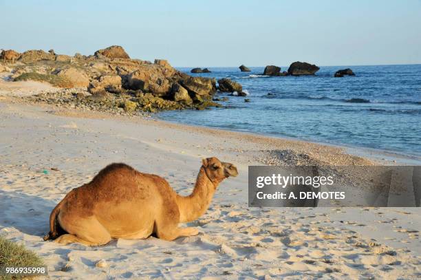 sultanate of oman, dhofar, a camel is lying down on the wild sand beach of fizayah situated at the west of  salalah - dhofar stock pictures, royalty-free photos & images