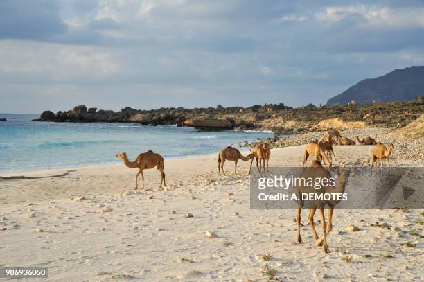 sultanate of oman, dhofar, camels are waliking on the wild sand beach of fizayah situated at the west of  salalah - dhofar stock pictures, royalty-free photos & images