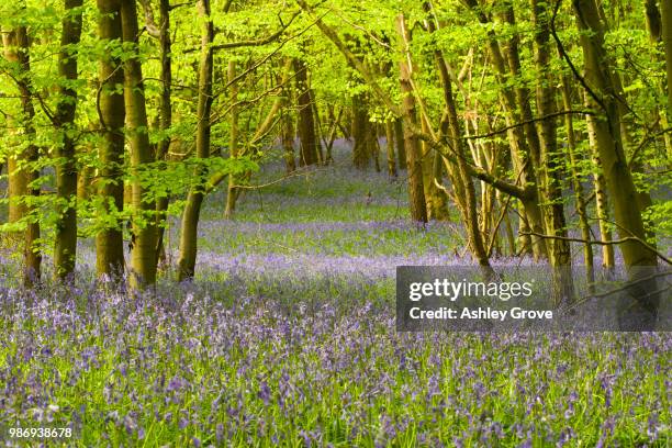 bluebell woodland - ashley kane fotografías e imágenes de stock