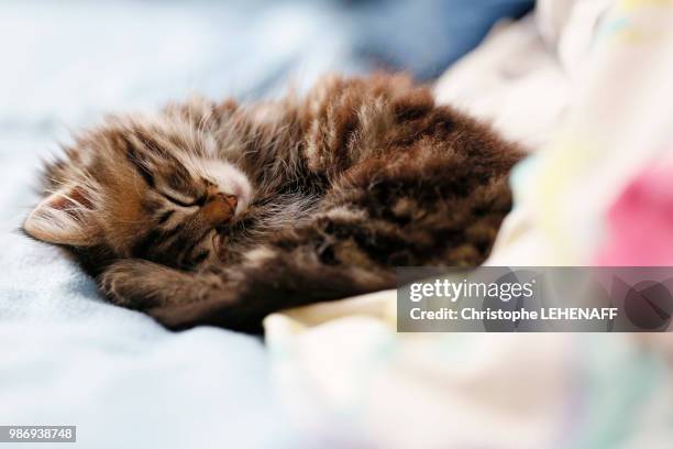 seine et marne. close up of a small female kitten 8 weeks old asleep. norwegian cat breed. - seine et marne stock pictures, royalty-free photos & images