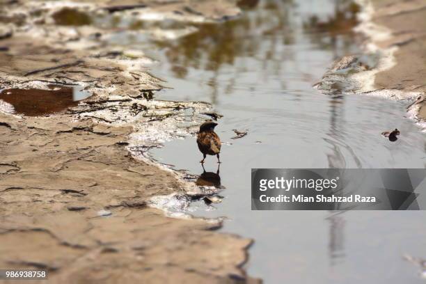 bird in water - wet bird stock-fotos und bilder