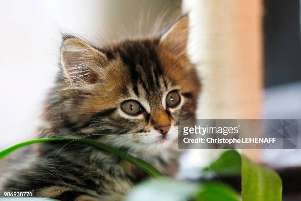 seine et marne. close up of a female kitten aged 9 weeks. norwegian cat breed. - seine et marne stock pictures, royalty-free photos & images