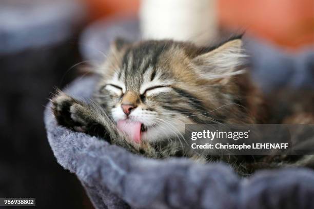 seine et marne. close up of a female kitten aged 9 weeks licking lying on his tree cats. norwegian cat breed. - seine et marne stock pictures, royalty-free photos & images