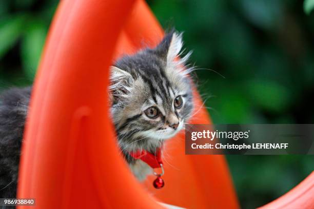 seine et marne. close up of a female kitten 9 weeks old playing on a slide. norwegian cat breed. - seine et marne stock pictures, royalty-free photos & images