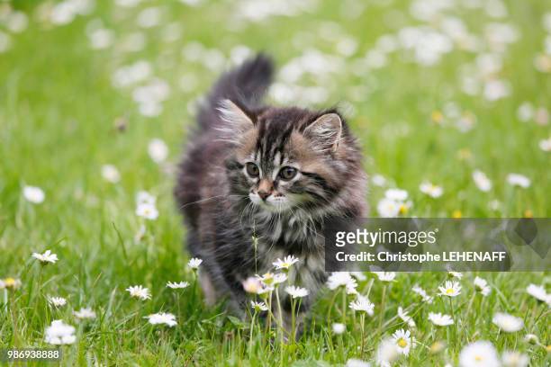 seine et marne. female kitten aged 9 weeks running around in the grass. daisies. norwegian cat breed. - seine et marne stock pictures, royalty-free photos & images