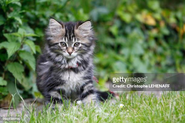 seine et marne. close up of a female kitten under 10 weeks in a garden. norwegian cat breed. - seine et marne stock pictures, royalty-free photos & images