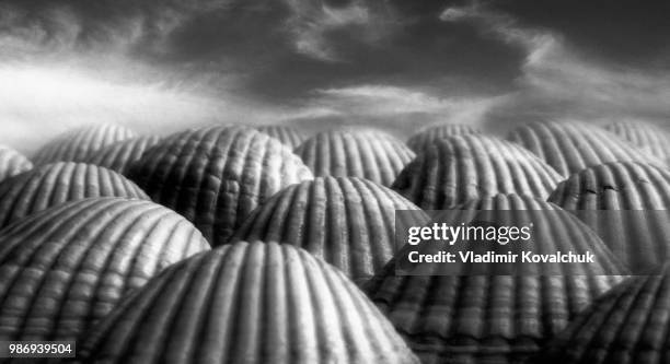 valley shells - kovalchuk stock pictures, royalty-free photos & images