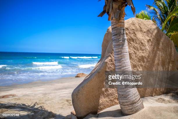 palm tree a rock and the pacific sea - nayarit stock pictures, royalty-free photos & images