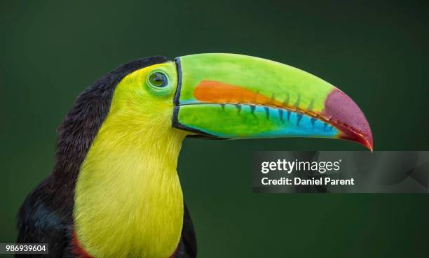 keel-billed toucan portrait - keel billed toucan stock pictures, royalty-free photos & images