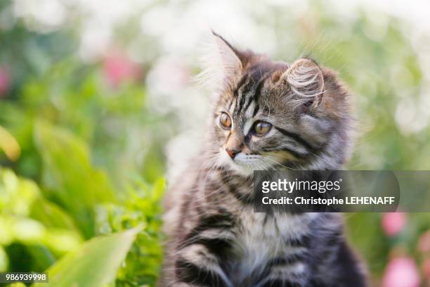 seine et marne. close up of a kitten (female) aged 11 weeks. norwegian forest kitten - seine et marne stock pictures, royalty-free photos & images