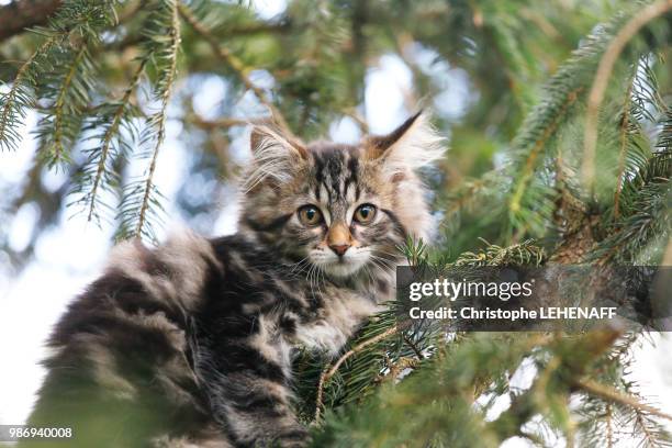 seine et marne. close up of a kitten (female) aged 11 weeks on a pine branch. norwegian forest kitten - seine et marne stock pictures, royalty-free photos & images