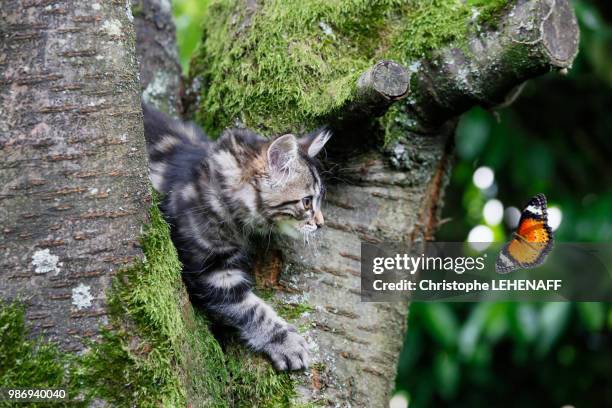 seine et marne. close up of a kitten (female) aged 11 weeks over a tree branch, chasing a butterfly. kitten norwegian forest. - animal sport stock pictures, royalty-free photos & images