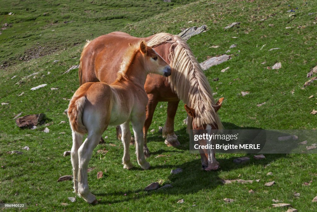 Spain, Catalunya, Val de Nuria, mare and foal