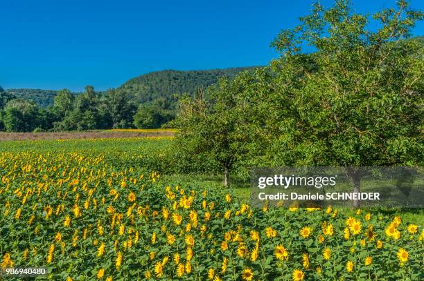 france, lot, causses du quercy regional natural park, lot lower valley, walnut trees and sunflower field along the lot river - lot river stock pictures, royalty-free photos & images