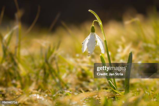 First Sign Os Spring First Sign Of Spring Photos and Premium High Res Pictures - Getty Images