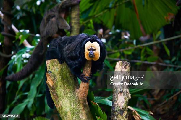 humans always surprise me... - white faced saki monkey stock pictures, royalty-free photos & images