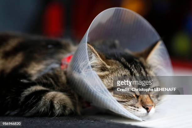 seine et marne. kitten aged 6 months, norwegian race, coming to be sterilized, wearing a collar, sleeping. - seine et marne stock pictures, royalty-free photos & images