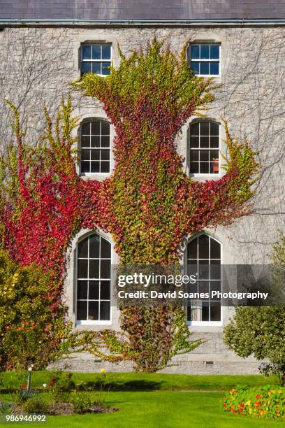ivy growing on a building exterior - david soanes stock pictures, royalty-free photos & images